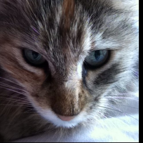 chloeswint's profile picture. 