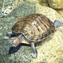 luna Ramirez  - @lunav67 - Twitter