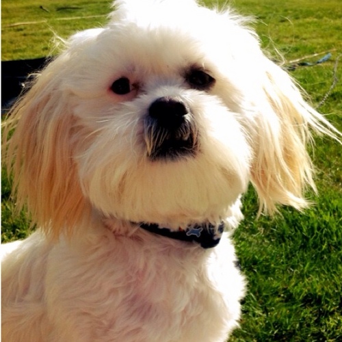 I'm awesome. I do puppy stuff. Like shit in your house and steal your girlfriend. And your mom. #LhasaApso #TibetanBeefcake