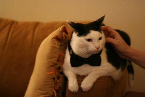 Tubulus's profile picture. 