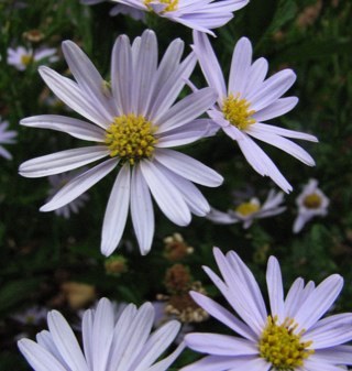 1vickilynn's profile picture. 