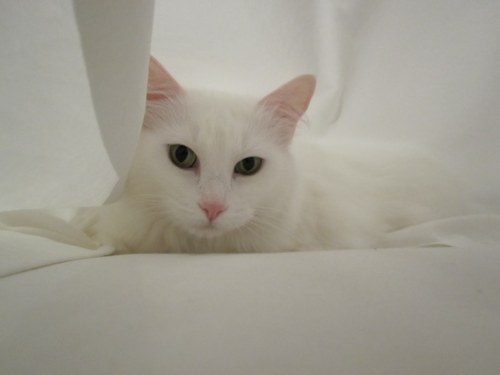 jennyandneko's profile picture. animal, book, music, art, design, cat, travel, bicycle, vintage dress and new york and japan lover. in no particular order.