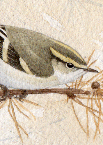 Surfbirds Gallery Profile