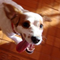 José Antonio Jerez 🇵🇸 (@jerezlagos) 's Twitter Profile Photo