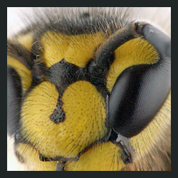 QueenBeezKneezz's profile picture. Buzz off liberals! I'm not your Aunt Bea. I'm the Queen bee! #RonPaul is the Beez KneeZ #politics #constitution #tlot #tcot #America #Patriot #AG #SERFsUP