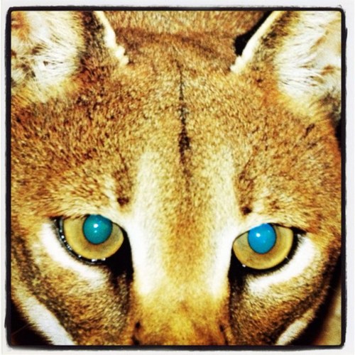 3abora337's profile picture. 