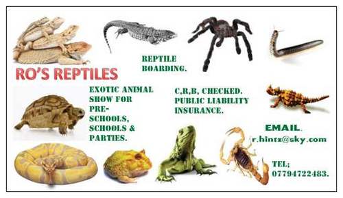 RosReptiles's profile picture. Exotic Animal show for all ages and all occasions.      and im #ARSENAL TILL I DIE.  #goonerfamily #COYG #AFC