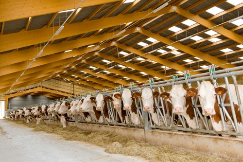 SFitamant's profile picture. Montbeliarde news Worldwide