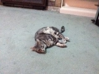 lohnynash's profile picture. 