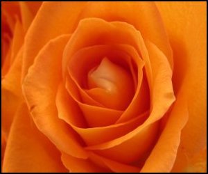 royalrose331's profile picture. Teacher