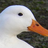 Gary_The_Duck's profile image
