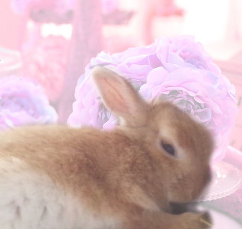 nanatibikoro's profile picture. 八王子で独立開業しているｼﾝｸﾞﾙﾏｻﾞｰです。　主にﾃﾞｻﾞｲﾝやﾌﾟﾛｸﾞﾗﾑ、HP・ﾌﾗｯｼｭ制作など請け負って現在子供２人とのんびり過ごしています。自営業ですが何とか一人で生きています！　仕事も育児もｶﾞﾝｶﾞﾝ！！ﾊﾟﾜﾌﾙがﾓｯﾄｰです。たまに凹みますが、凹んだ分倍に上りたいな…