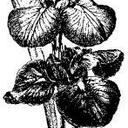 Josie Combs - @CovesEmily - Twitter