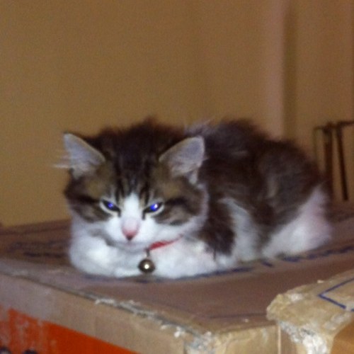 kyls390's profile picture. 