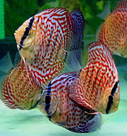 Tropofish's profile picture. Welcome to TropofishTwitter. I’m a mad keen pet fish enthusiast. My website is dedicated to providing information and ideas on keeping fish. Best regards Trevor