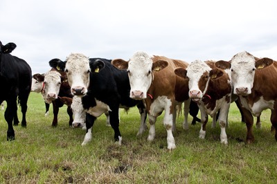 The North Wyke Farm Platform, based @Rothamsted North Wyke, is a unique national capability for agro-ecological research, training and knowledge exchange.