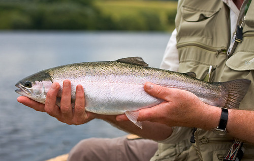 BW_Fisheries's profile picture. 