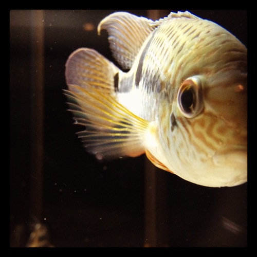 FishGalleryATX's profile picture. Fish Gallery Austin WE ARE OPEN! 6500 N. Lamar Blvd 512-381-0158