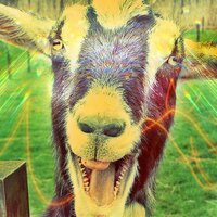 Goat stories  (@goatstories) Twitter profile photo