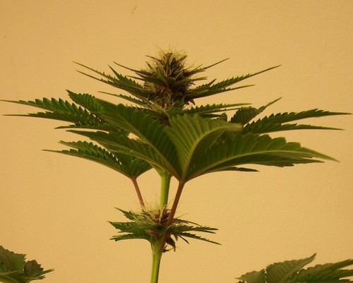 failsatgames's profile picture. Your god spoke to me the other day, said he was fake and religions a joke You're welcome  #Atheist #freethinker #skeptic #stoner