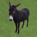 suzanne macpherson - @oohbunny - Twitter