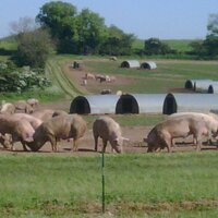 tim allen (@humblepigfarmer) 's Twitter Profile