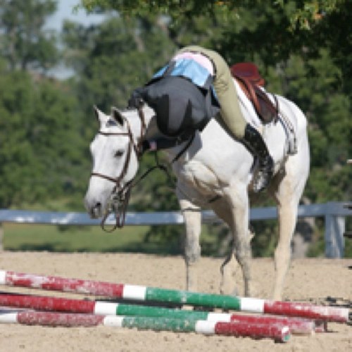 This is a page for all equestrians to tell there riding life, the problems at barns or with other riders, or any good parts about riding (: #horsebackrider