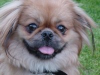 TheVetsHouseOC's profile picture. All Paws Dog Daycare
Veterinarian Owned & Operated
DAYCARE - BOARDING - HOSPICE
Specializing in Medically Fragile Pets Humane Home Euthanasia
(657)210-4430