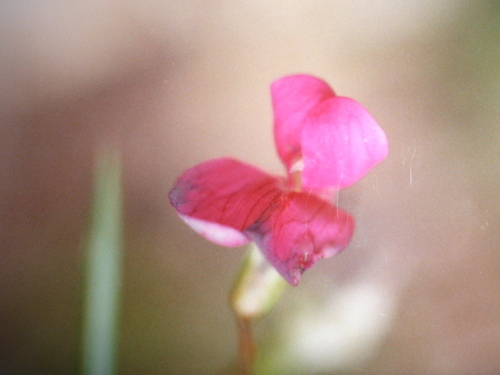 Interests include genealogy/gardening/ botany/wildlife etc
My photo is Lathyrus nissolia (Grass Vetchling).
#cafc and Upbeats supporter.