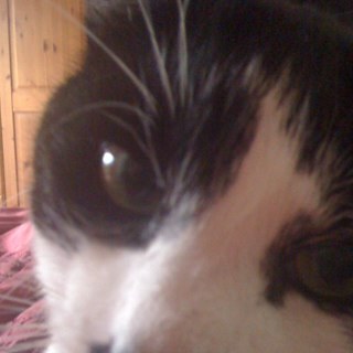 DebbiesJourney's profile picture. On a journey from birth to death, learning every day