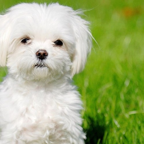 Abigael38's profile picture. i love twitter i will  follow you if you follow me please