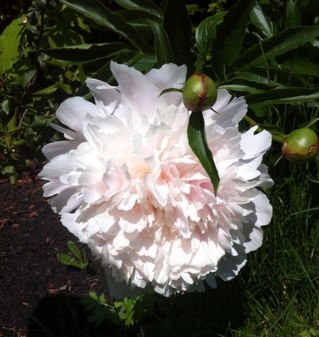 bostonjanelle's profile picture. tweets my own.