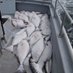 Arctic Fisheries Ltd. (@arcticfisheries) Twitter profile photo Arctic Fisheries Ltd. (@arcticfisheries) Twitter profile photo