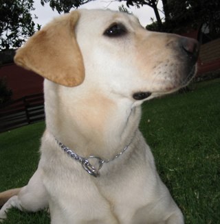 cynthiallanos's profile picture. Internacionalista vuelta consultora en comunicación y relaciones públicas que gusta del cine y de promover el trato etico a los animales