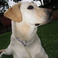 Cynthia Llanos (@cynthiallanos) 's Twitter Profile Photo