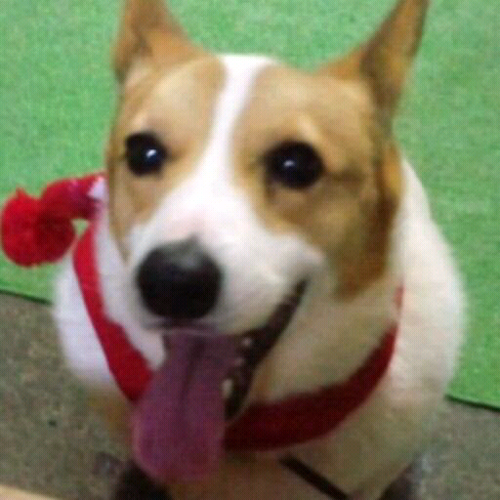 yopppo's profile picture. 