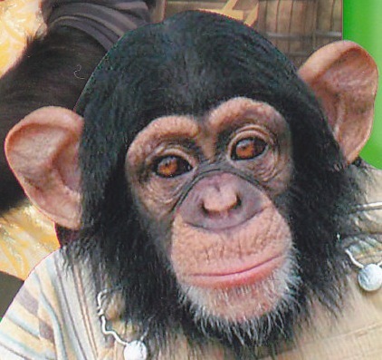 kitts6_6's profile picture. ゲーム用アカウントです。ゾンビカフェのみなさんよろしくです～☆バッチーネとか調理時間が長いものをオーダーし合える人、大募集です♡(◕‿◕✿)