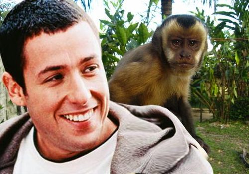 (Parody Account For Adam Sandler; In No Way Affiliated With Adam Sandler).  Just want to put smiles on many faces.