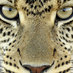 Leopard (@leopardpunch) Twitter profile photo