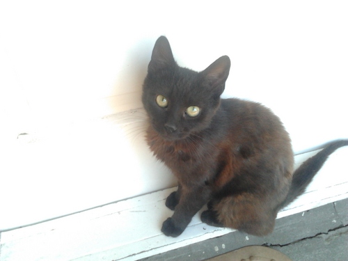 Juliaancsi's profile picture. 