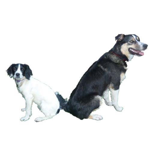 We provide dog walking in the Tonbridge area.  We have public liability insurance.