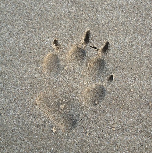 Learn more about dog behaviour and how to resolve undesirable behaviour the kind & natural way with You, Me And The Dog