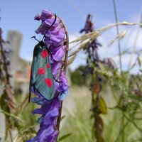 RBKC Ecology (@rbkc_ecology) 's Twitter Profile