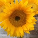 Maureen Lett - @mlett - Twitter