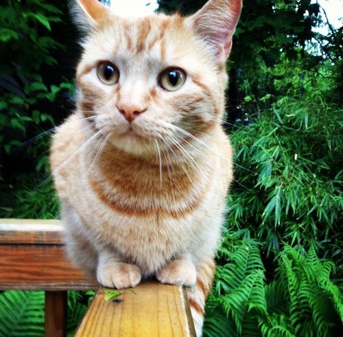 Sexiest cat around. I'm a ginger. And I like food.