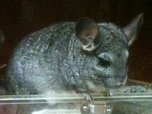 Houseofchinchil's profile picture. We are a pet shop in Singapore. We sell chinchilla, Rabbit, Guinea Pig and Syrian.