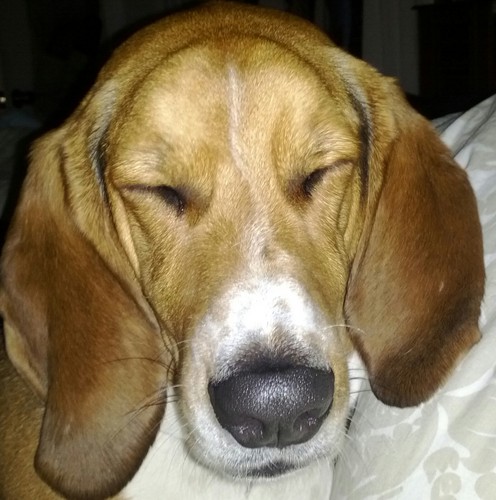 ryangrubb's profile picture. 