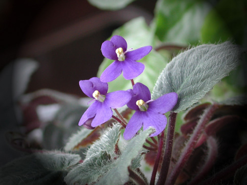 francine_pilon's profile picture. 