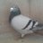 DdickyD's profile image