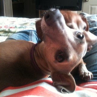 Hi! I'm Zelda, an Italian Greyhound! Mom says I'm silly, sweet, funny & a lunatic.